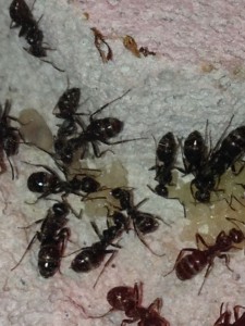 Premier cocon, [Blog] Formica fusca de faklzefh