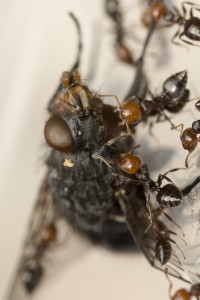 miam la mouche 1, Les colonies de Couloucha