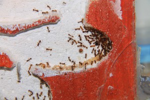 Un joli couvain !, [Blog] Les Aphaenogaster de Gorguts