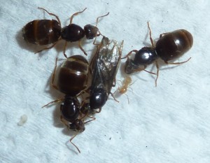 Rencontre entre les soeurs séparées depuis 7 mois., [Blog] Les Dames villersoises