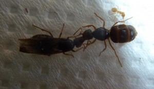 Résurrection d'une Lasius sp jaune., [Blog] Les Dames villersoises