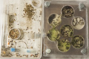 Messor barbarus nid, Les colonies de Couloucha
