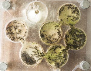 Messor barbarus nid, Les colonies de Couloucha
