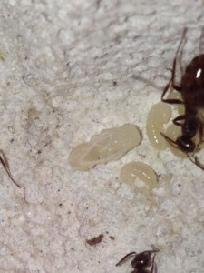 Nymphe, [Blog] Formica fusca de faklzefh