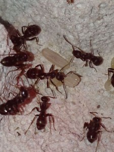 Nymphe bien entourée, [Blog] Formica fusca de faklzefh