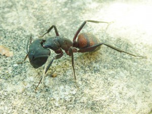 Major Camponotus cruentatus, Document collaboratif - liste des fourmis de France avec photos des membres