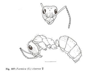 Formica cinerea, Identification : genre Formica