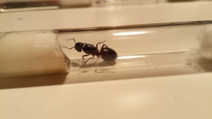 Gyne C.ligniperdus, Document collaboratif - liste des fourmis de France avec photos des membres