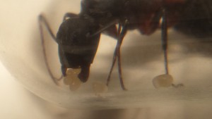Gyne C.cruentatus, Document collaboratif - liste des fourmis de France avec photos des membres