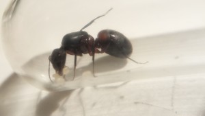 Gyne C.cruentatus 2, Document collaboratif - liste des fourmis de France avec photos des membres