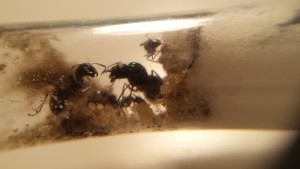 C.piceus 1, Document collaboratif - liste des fourmis de France avec photos des membres