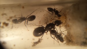 C.piceus 2, Document collaboratif - liste des fourmis de France avec photos des membres