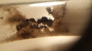 C.piceus 3, Document collaboratif - liste des fourmis de France avec photos des membres