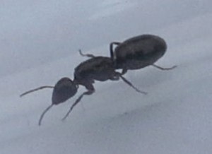Gyne position 6, [Camponotus fallax] Encore une demande