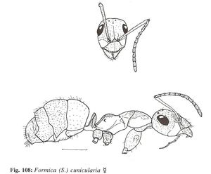 Formica lemani, Identification : genre Formica
