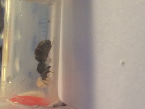 image 2, [Lasius sp. noir] Identification 1 reine + 3 ouvrières