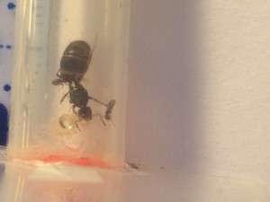 image 1, [Lasius sp. noir] Identification 1 reine + 3 ouvrières