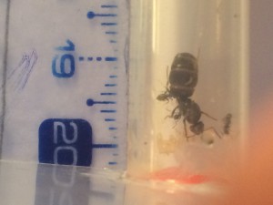 taille, [Lasius sp. noir] Identification 1 reine + 3 ouvrières