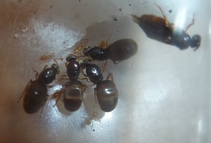 Lasius sp jaunes et leurs fourmis., [Blog] Les Dames villersoises