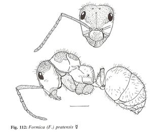 Identification : genre Formica, FormicaPratensis.jpg