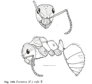 Identification : genre Formica, FormicaRufa.jpg