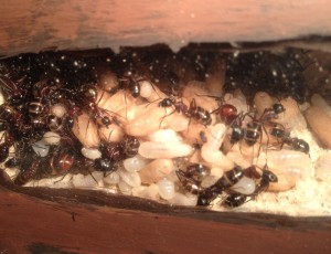 Larves et cocons Camponotus ligniperda, [Blog] Mes Camponotus ligniperda 2