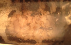 Camponotus ligniperda, [Blog] Mes Camponotus ligniperda 2