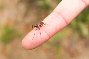fourmi à pattes longues, [Cataglyphis sp. groupe bicolor] Fourmi grecque aux pattes longues et fines