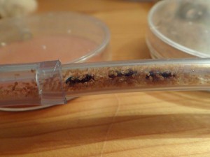 Lasius (cf.) myops installées dans un tube de liaison, [Blog] Les 4 reines jaunes