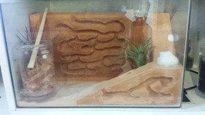 Déménagement, Nid dans aquarium pour Messor barbarus