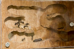 Camponotus cruentatus 1, [Blog] Les Camponotus cruentatus de Couloucha