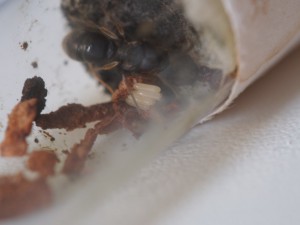...suivie de 4 autres !, [Blog] Pachycondyla (ectomomyrmex) astuta