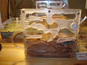 Tuyau sur la gauche (aération, voie d'accès à &quot;l'étage&quot;)<br />Tuyaux sur la droite (humidification de la semelle (en bas), humidification supplémentaire (en haut)), Nid vertical en plexiglas et ADC