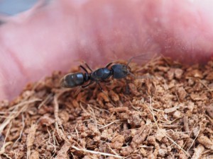 La reine qui sort prendre l'air, [Blog] Pachycondyla (ectomomyrmex) astuta