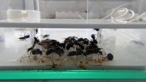 Au cœur du magma !, [Blog] Camponotus dolendus