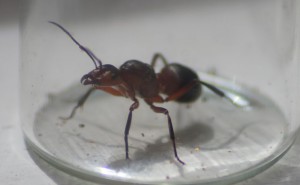 Gyne vue générale, [Formica s. str] Grosse gyne bicolore (Demande de confirmation)