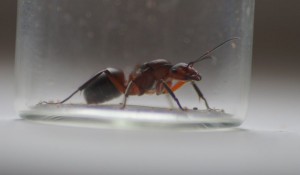 Gyne vue de profil, [Formica s. str] Grosse gyne bicolore (Demande de confirmation)