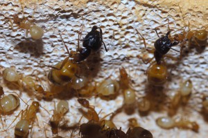 Major de la nouvelle génération, [Blog] Camponotus africaines, sanctus et sp d'Afrique de l'est