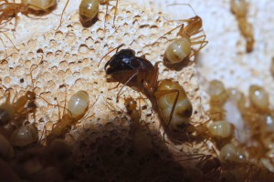 Major Camponotus sanctus, [Blog] Camponotus africaines, sanctus et sp d'Afrique de l'est