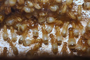 Les petits c*ls dorés :), [Blog] Camponotus africaines, sanctus et sp d'Afrique de l'est