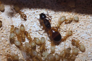 La gyne Camponotus sanctus et ses sujets, [Blog] Camponotus africaines, sanctus et sp d'Afrique de l'est