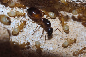 Gyne et ouvrières Camponotus sanctus, [Blog] Camponotus africaines, sanctus et sp d'Afrique de l'est