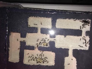 Nouvelle maison, [Blog] Formica fusca de faklzefh