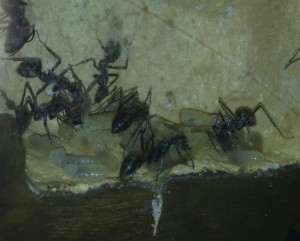 Couvain de Camponotus singularis, [Blog] Camponotus singularis
