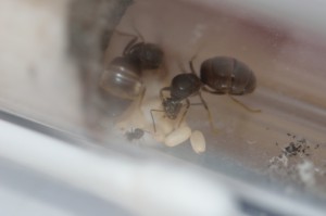 Colonie n°3 - Lasius sp. noire, Gradient de pléométrose chez des Lasius sp noires