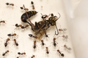 Crematogaster 2