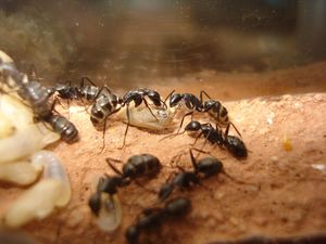 Les Camponotus de funkyben, DSC07657.JPG