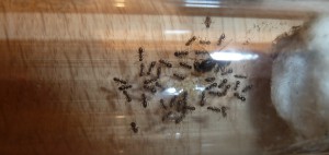 Lasius sp noire