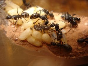 Les Camponotus de funkyben, DSC07680.JPG