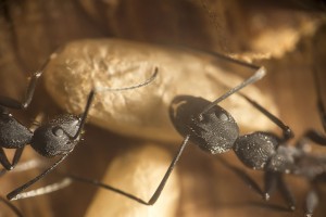 Camponotus cruentatus 7, [Blog] Les Camponotus cruentatus de Couloucha